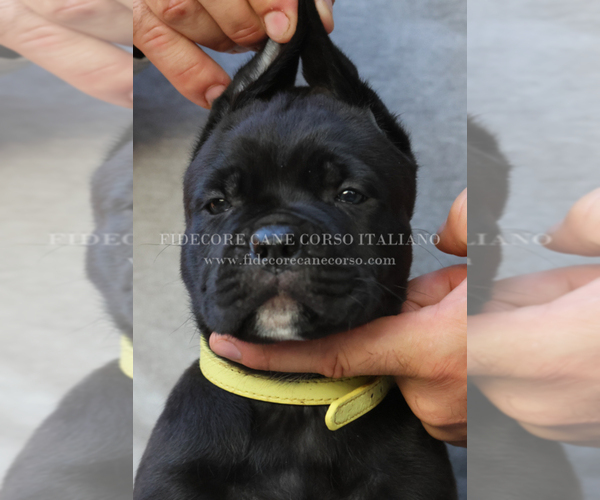 Medium Photo #6 Cane Corso Puppy For Sale in MARENGO, IL, USA