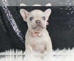 Puppy Lacey AKC French Bulldog