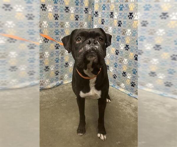 Medium Photo #1 Boxer Puppy For Sale in Rosenberg, TX, USA