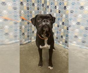 Boxer Dogs for adoption in Rosenberg, TX, USA
