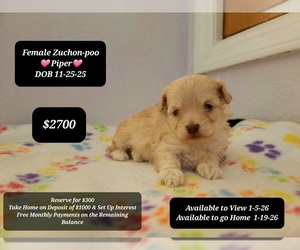Poodle (Toy)-Zuchon Mix Puppy for sale in TUCSON, AZ, USA