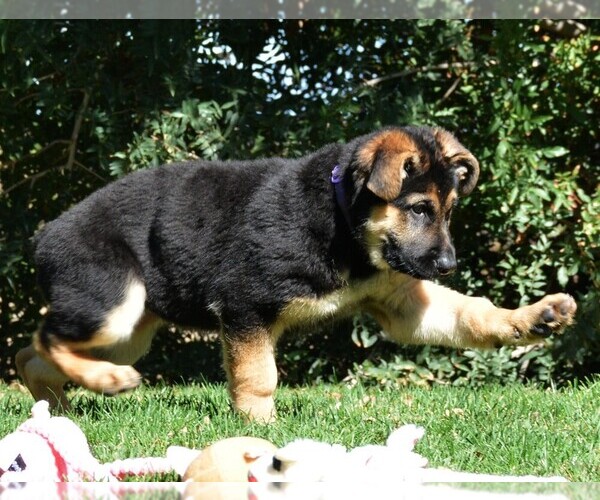 Medium Photo #13 German Shepherd Dog Puppy For Sale in MURRIETA, CA, USA