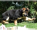 Small Photo #13 German Shepherd Dog Puppy For Sale in MURRIETA, CA, USA