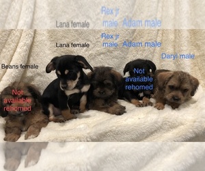 Border Terrier-English Springer Spaniel Mix Puppy for sale in MAYWOOD PARK, OR, USA
