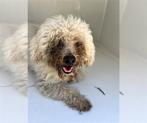 Poodle (Miniature) Dogs for adoption in Houston, TX, USA