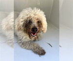 Small Poodle (Miniature)