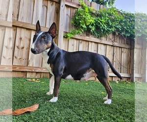 Miniature Bull Terrier Puppy for sale in HOLLYWOOD, FL, USA