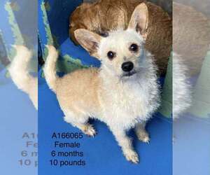 Mutt Dogs for adoption in Calgary, Alberta, Canada