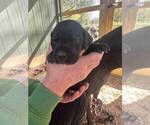 Small Photo #10 Great Dane Puppy For Sale in CLAREMORE, OK, USA