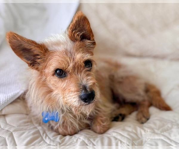 Medium Photo #2 Mutt Puppy For Sale in Corona, CA, USA