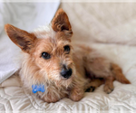 Small #1 Mutt