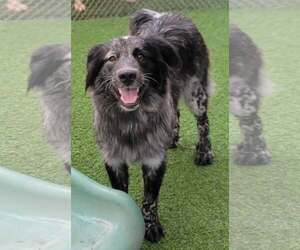 Salem - Female Border Collie-Unknown Mix Dog for Adoption - Photo #6