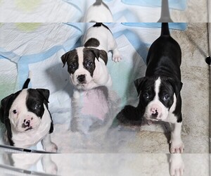 American Staffordshire Terrier Puppy for sale in AKRON, OH, USA