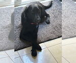 Small #1 Labrador Retriever