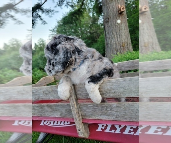 Medium Photo #4 Aussiedoodle Puppy For Sale in YACOLT, WA, USA
