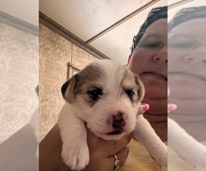 Jack Russell Terrier Puppy for sale in BONNIE, IL, USA
