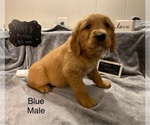 Small Photo #7 Golden Retriever Puppy For Sale in MOLINE, IL, USA