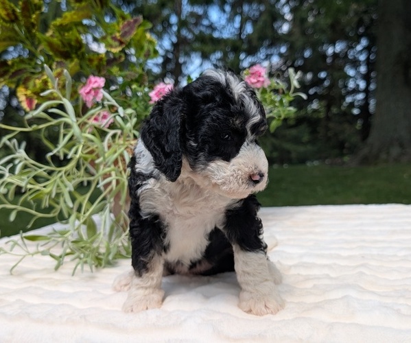 Medium Photo #88 Miniature Bernedoodle Puppy For Sale in GOSHEN, IN, USA