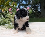 Small #6 Miniature Bernedoodle