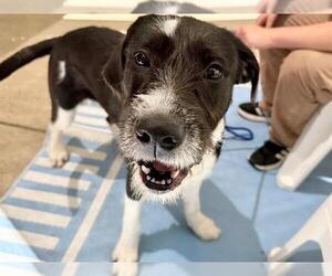 GIANT SCHNAUZER -Unknown Mix Dogs for adoption in Santa Rosa, CA, USA