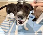 Small GIANT SCHNAUZER  Mix