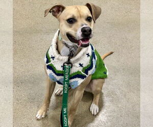 Black Mouth Cur-Whippet Mix Dogs for adoption in Batavia, OH, USA