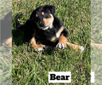 Small Photo #2 Doberman Pinscher-Great Pyrenees Mix Puppy For Sale in CLOVIS, CA, USA