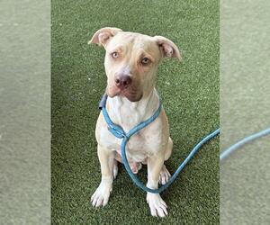 Mutt Dogs for adoption in Baytown, TX, USA