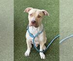 CHESTER - Male Mutt Dog for Adoption - Small photo
