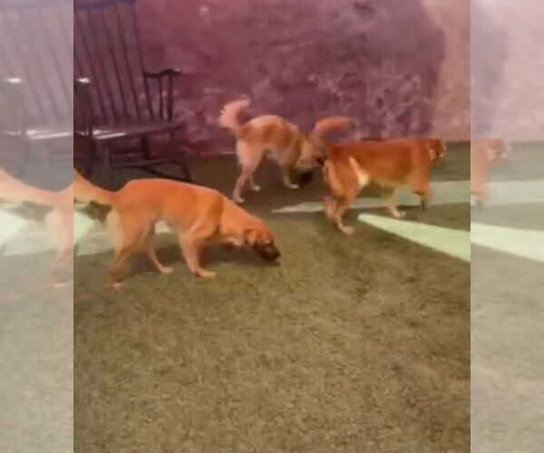 Medium Photo #8 Cockapoo (Miniature) Puppy For Sale in Escondido, CA, USA