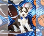 Small Photo #1 Siberian Husky Puppy For Sale in QUARRYVILLE, PA, USA