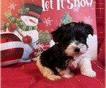 Puppy Morkie Puppy Morkie