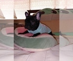 Small Photo #10 French Bulldog Puppy For Sale in VALLEJO, CA, USA