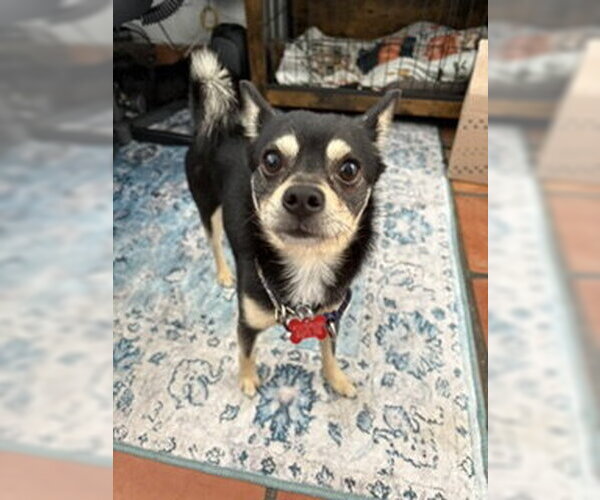 Medium Photo #5 Chihuahua-Shiba Inu Mix Puppy For Sale in San Diego, CA, USA