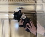 Small Photo #1 French Bulldog Puppy For Sale in MORENO VALLEY, CA, USA