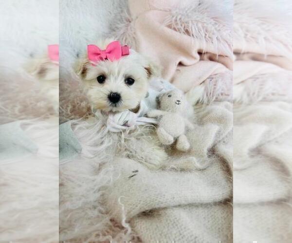 Medium Photo #23 Maltese Puppy For Sale in JACKSONVILLE, FL, USA