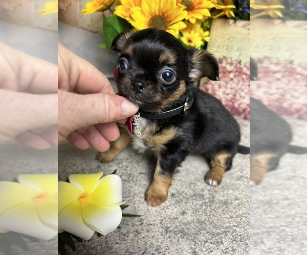Medium Photo #5 Chihuahua Puppy For Sale in TRACY, CA, USA
