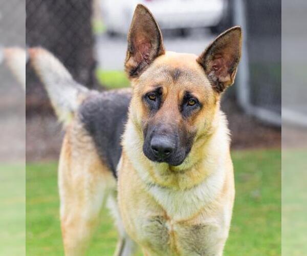 Medium Photo #2 German Shepherd Dog Puppy For Sale in Camarillo, CA, USA