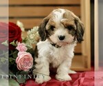 Small Cavachon