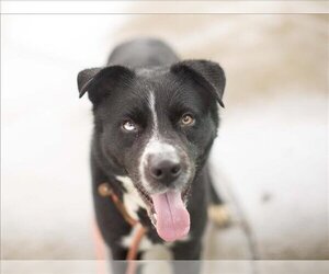 Border Collie-Unknown Mix Dogs for adoption in Martinez, CA, USA
