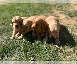 Golden Retriever Puppy for sale in PENDLETON, OR, USA