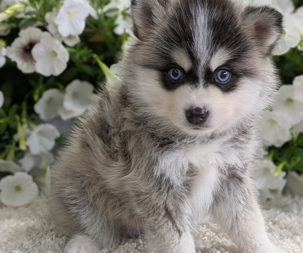 Medium Photo #8 Pomsky Puppy For Sale in GOSHEN, IN, USA