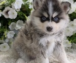 Small #7 Pomsky