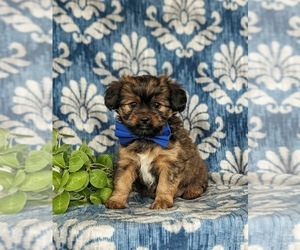 Shorkie Tzu Puppy for Sale in KIRKWOOD, Pennsylvania USA