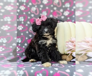 Poodle (Miniature)-Sheltidoodle Mix Puppy for sale in KIRKWOOD, PA, USA