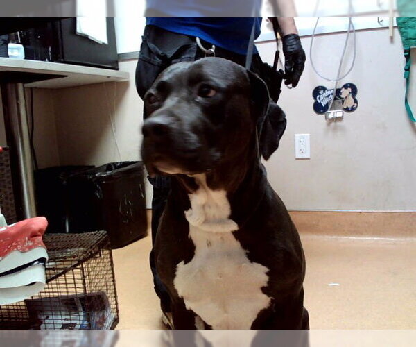 Medium Photo #1 Labrador Retriever-Unknown Mix Puppy For Sale in Martinez, CA, USA