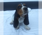 Small Photo #1 Basset Hound Puppy For Sale in NEW CANTON, VA, USA