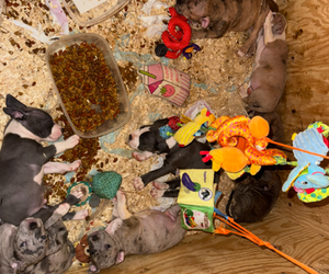 American Pit Bull Terrier Puppy for sale in GWYNN OAK, MD, USA