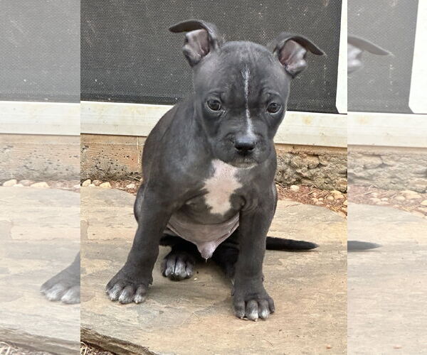 Medium Photo #4 American Staffordshire Terrier-French Bulldog Mix Puppy For Sale in Cary, NC, USA