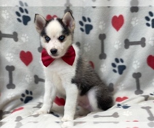 Pomsky Puppy for sale in LAKELAND, FL, USA